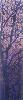 19 Winterschemering 16x68cm.jpg